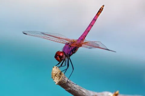 Dragonfly Stock-Fotos