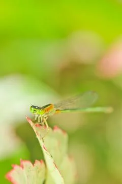 Dragonfly Stock Photos