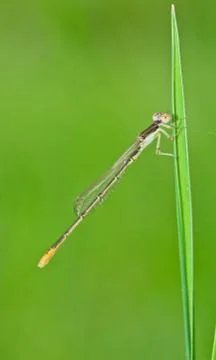 Dragonfly Stock Photos