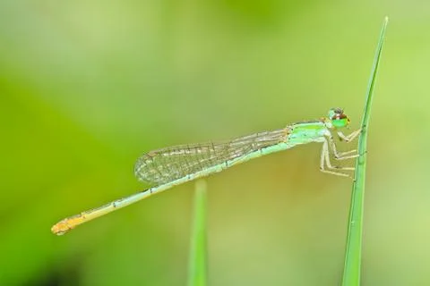Dragonfly Stock Photos