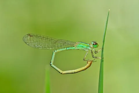 Dragonfly Stock Photos