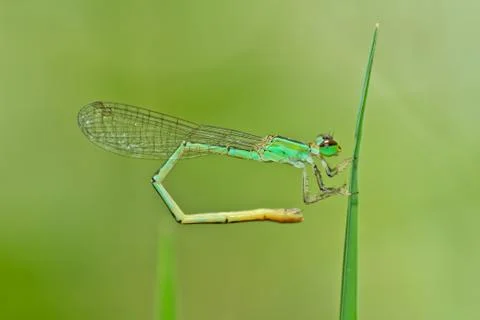 Dragonfly Stock Photos