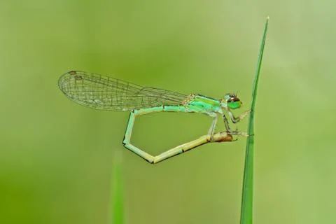 Dragonfly Stock Photos