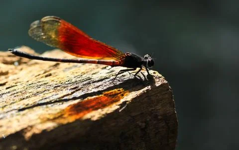 Dragonfly Stock Photos
