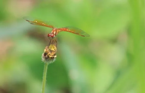 Dragonfly Stock Photos