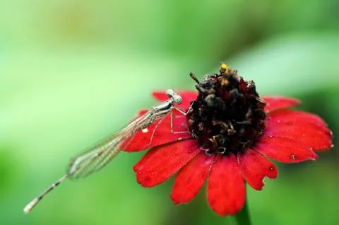 Dragonfly Stock Photos
