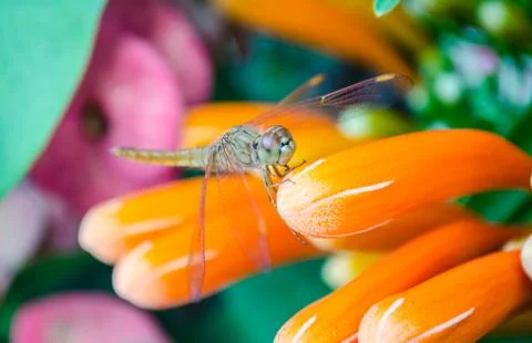 Dragonfly Stock Photos