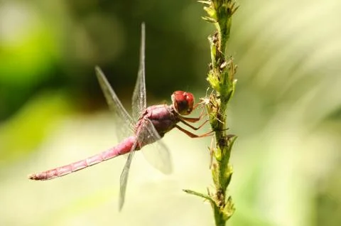 Dragonfly Stock Photos