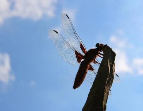 Dragonfly Stock Photos