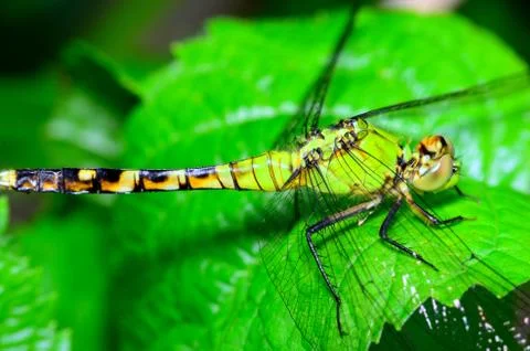 Dragonfly Stock Photos