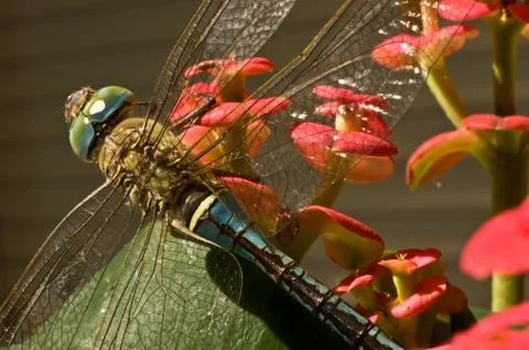 Dragonfly Stock Photos
