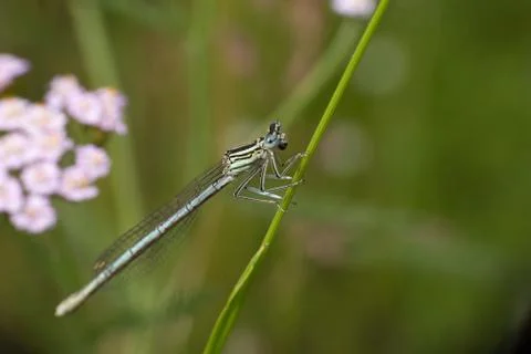 Dragonfly Foto stock