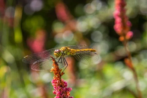 Dragonfly Stock Photos