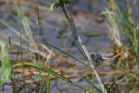 Dragonfly Foto stock