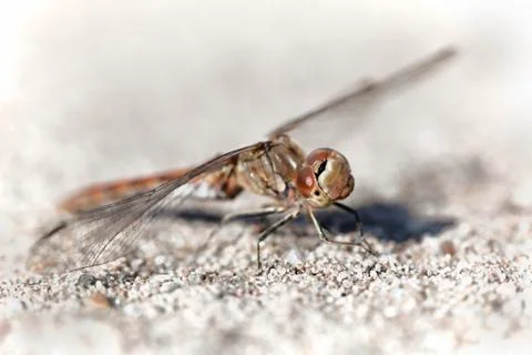 Dragonfly Stock Photos