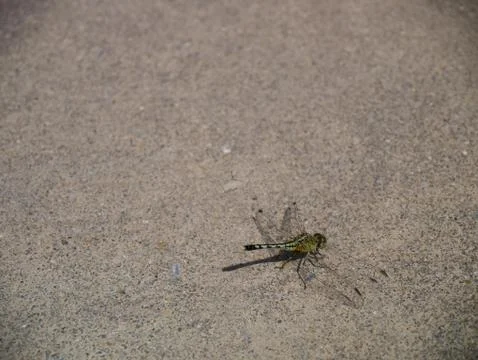 Dragonfly 写真素材