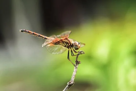 Dragonfly Stock Photos