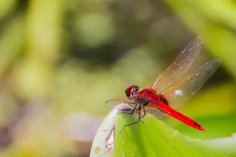 Dragonfly Stock Photos