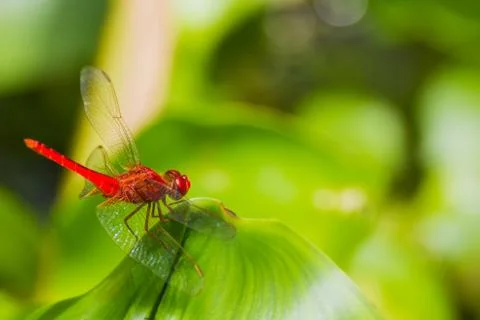 Dragonfly Stock Photos