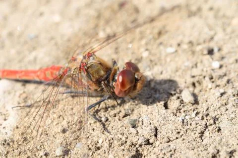 Dragonfly Foto stock