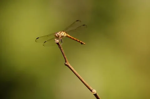 Dragonfly Stock Photos