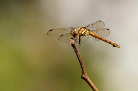 Dragonfly Stock Photos