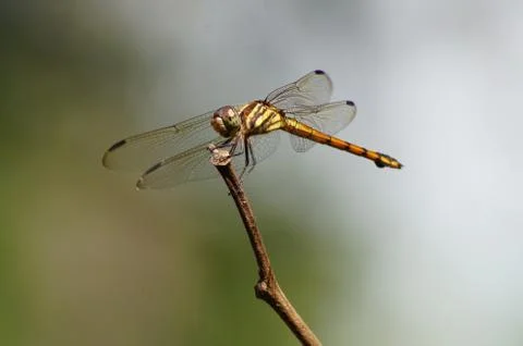 Dragonfly Stock Photos