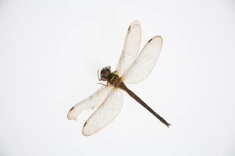 Dragonfly Stock Photos