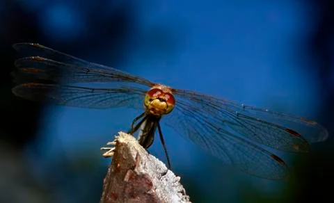 Dragonfly Stock Photos