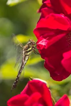 Dragonfly Stock Photos