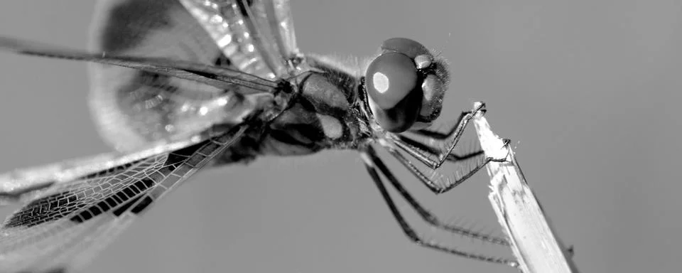 Dragonfly Stock Photos