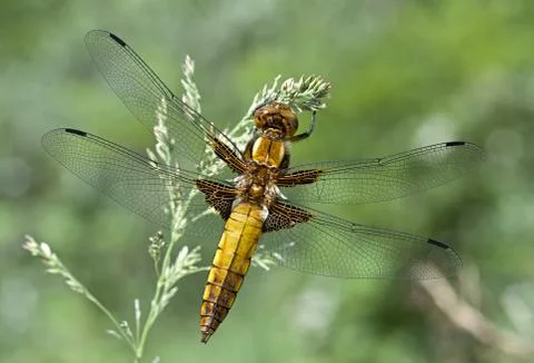 Dragonfly. Stock Photos