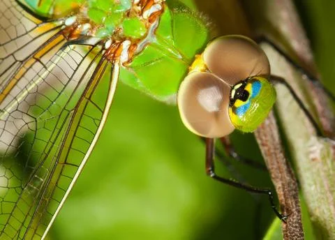 Dragonfly Stock Photos