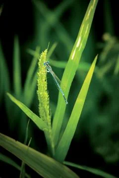 Dragonfly Stock Photos
