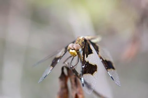 Dragonfly Foto stock