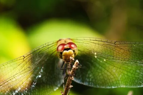 Dragonfly Stock Photos