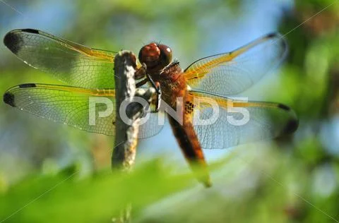 Dragonfly Stock Photos