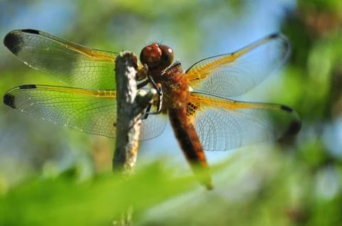 Dragonfly Stock Photos