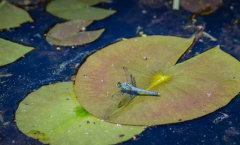Dragonfly Stock Photos