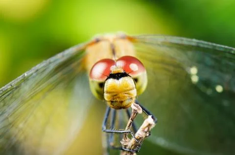 Dragonfly. Stock Photos