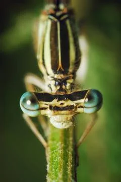 Dragonfly Stock Photos