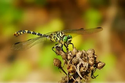 Dragonfly Stock Photos