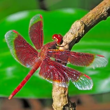 Dragonfly Stock Photos