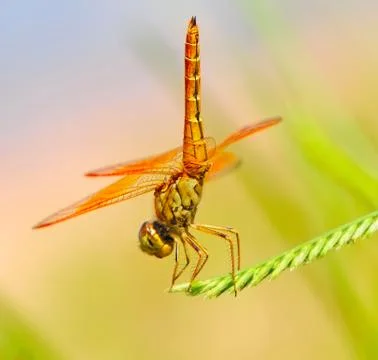 Dragonfly Stock Photos