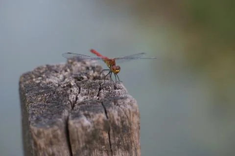 Dragonfly Photos