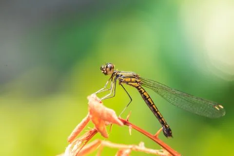 Dragonfly Stock Photos