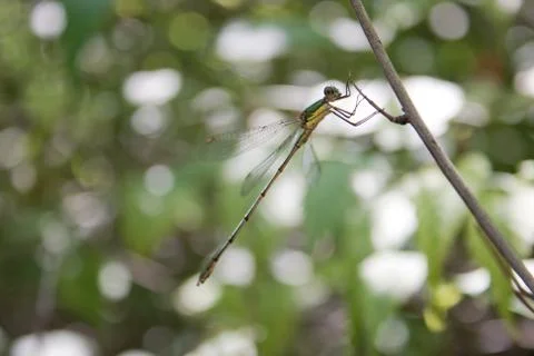 Dragonfly Stock Photos
