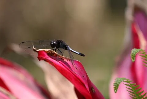 Dragonfly Stock Photos