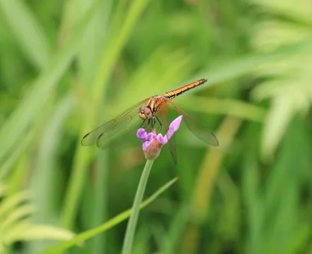 Dragonfly Stock Photos