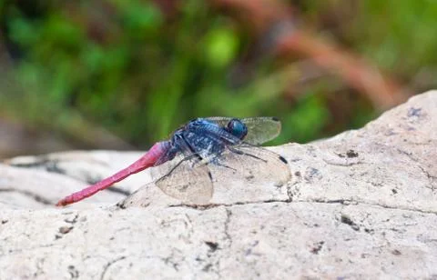 Dragonfly. 写真素材